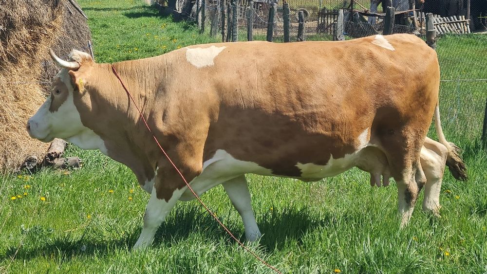 Vaca de vanzare.