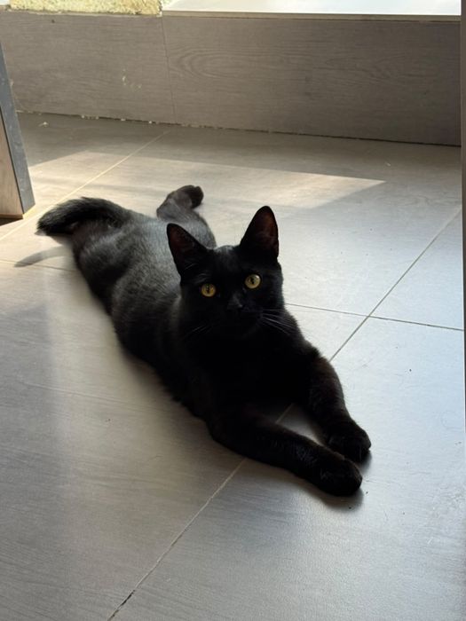 Молодой котик ищет дом !!!