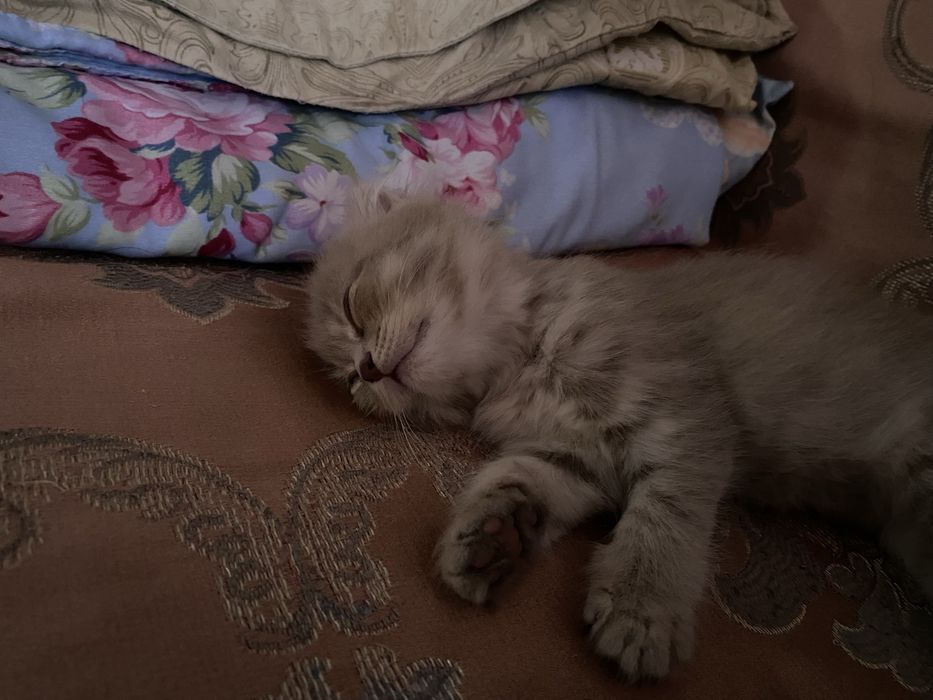 Скоттиш страйт вислоухий девочка