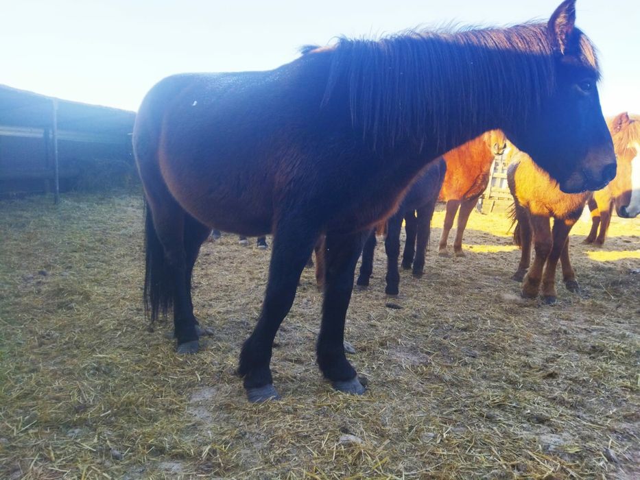 Продам верховую кобылу