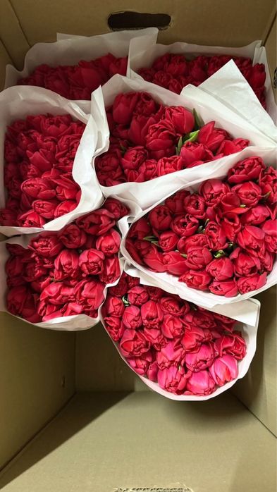 Тюльпаны оптом и в розницу!