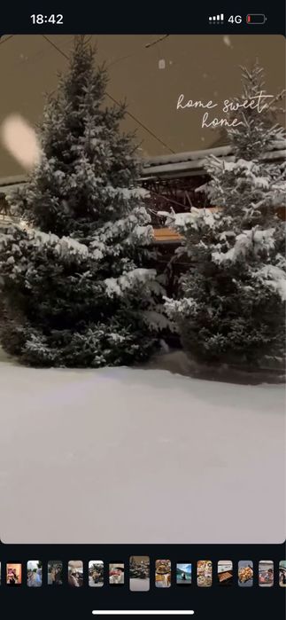 Срочно продам елки ‼️