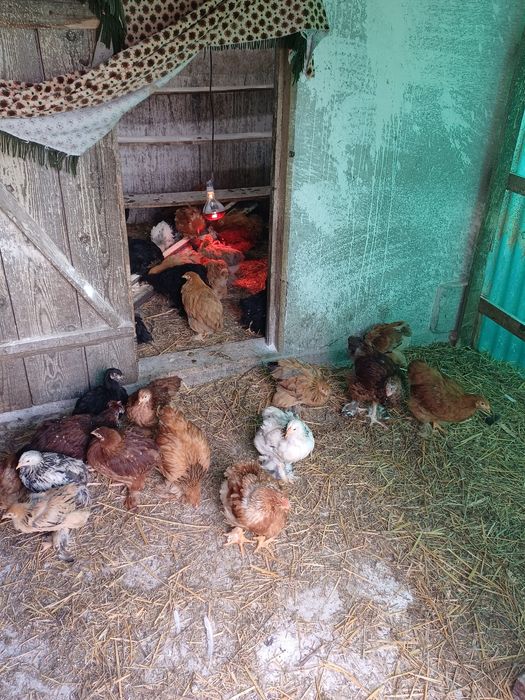 Vand pui brahma  varsta doua luni