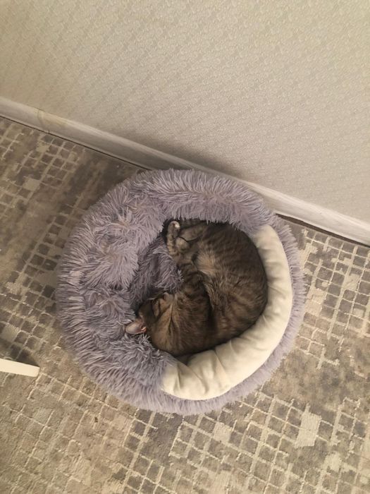 Отдаём КОТА в надёжные и любящие руки