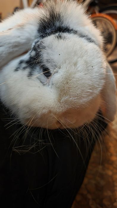 Vand iepure rasa berbec