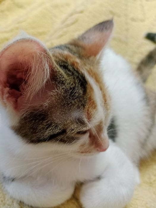 Отдам котенка в добрые руки