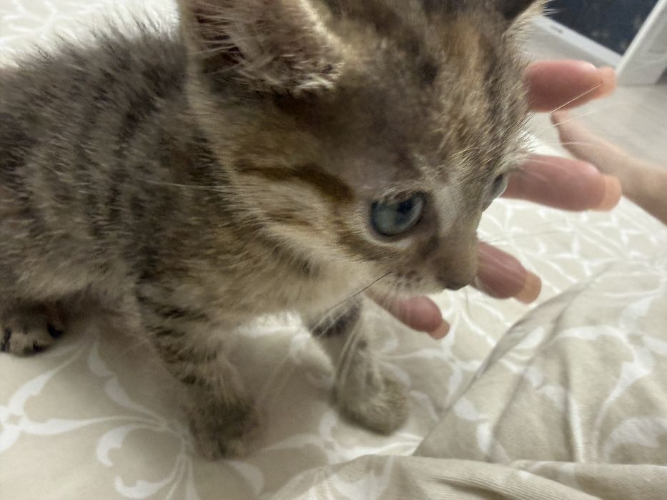 Отдам котенка в добрые руки
