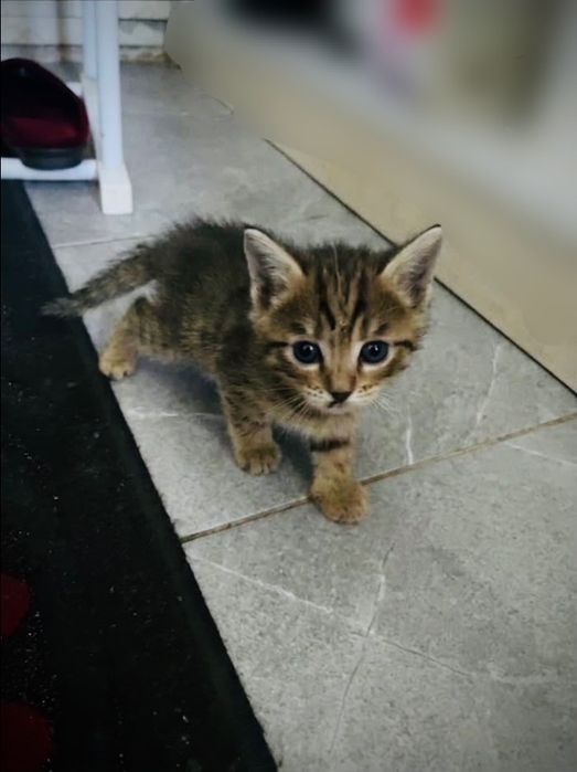 Миленький котенок