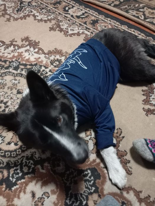 Ищем новых хозяев для собаки