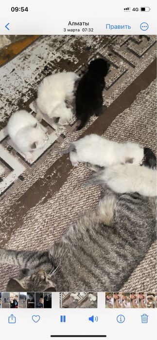 Котят отдам в добрые руки, родились 14 Февраля