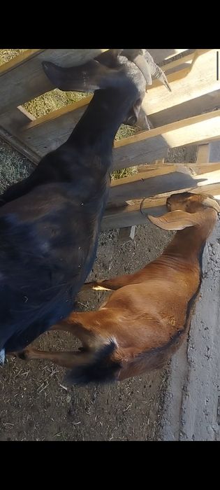 Англобуб шыбыштар сатылады