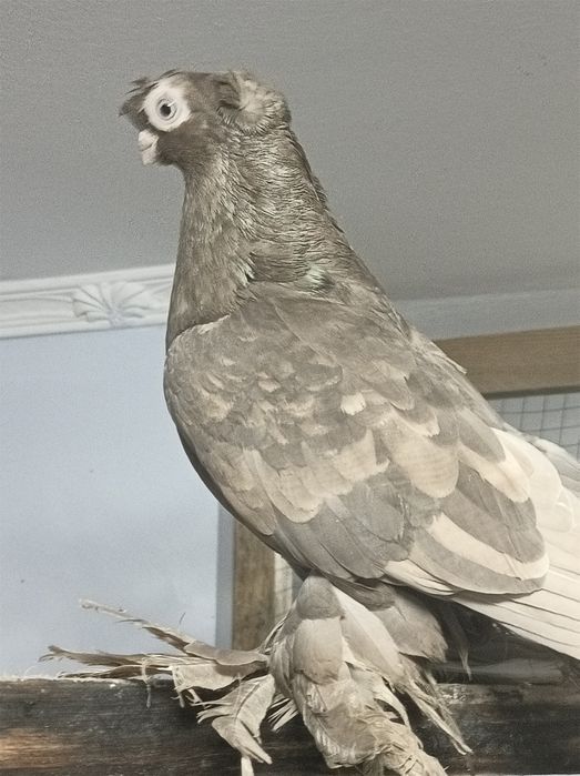 На продажу голубь