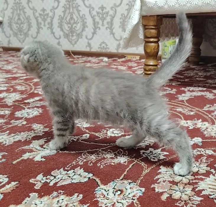 Шотландка фолд 2 ойлик