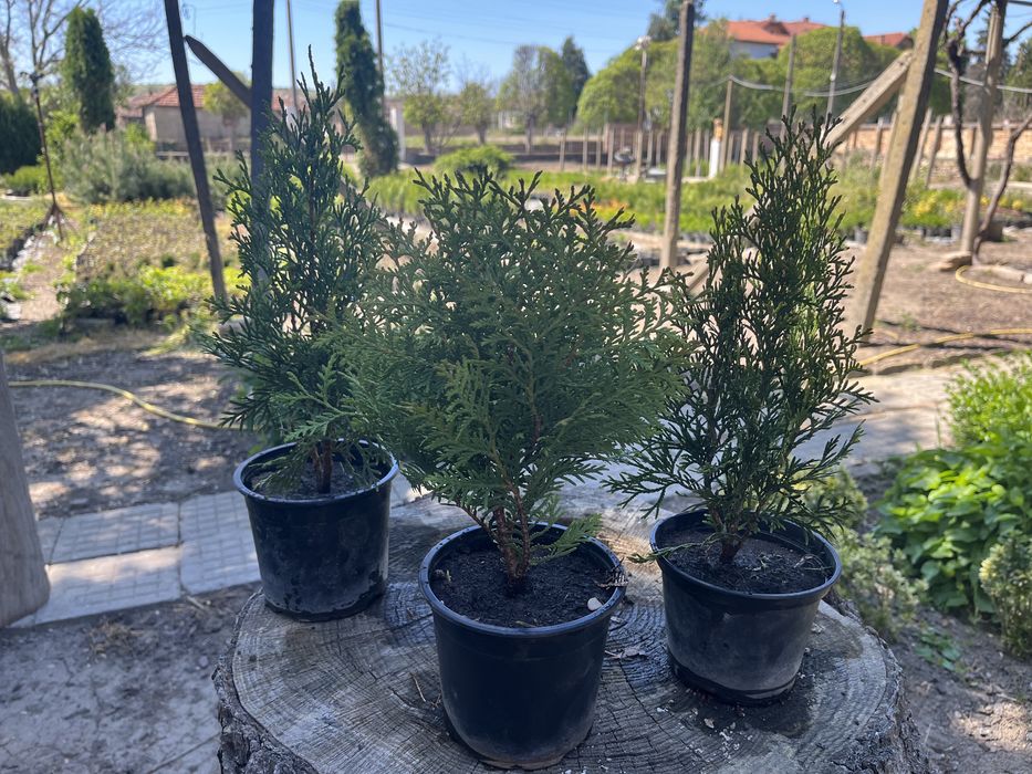 Смарагд, западна и кълбовидна туя