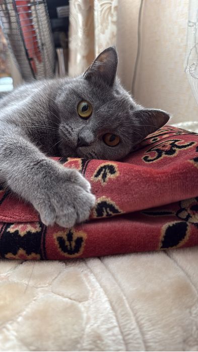 Британская Кошка