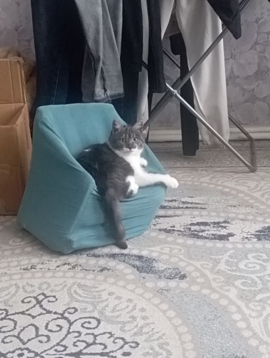 Отдам в хорошие руки