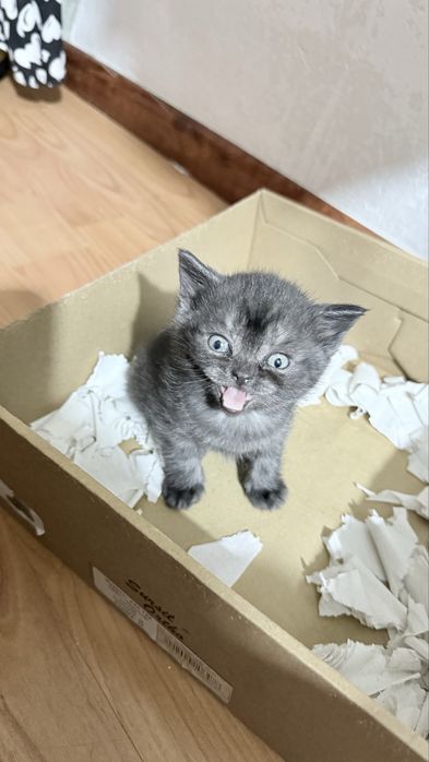 Британцы котята