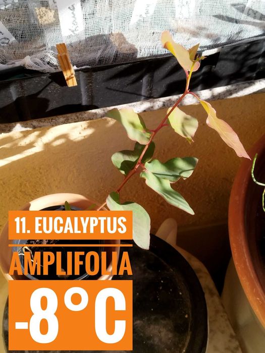 Продавам разсад от евкалипт и австралийска акация
