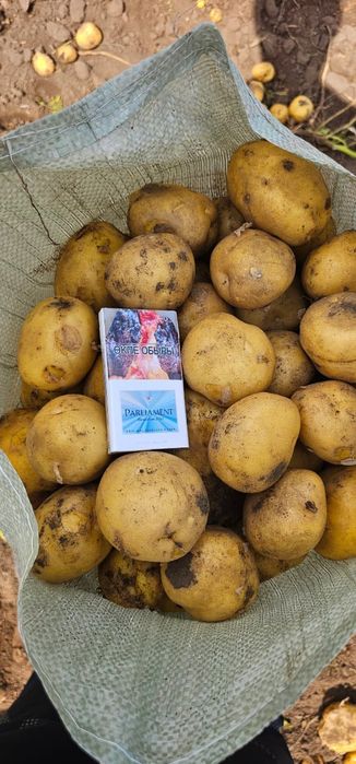 Картофель сорт Коломбо .