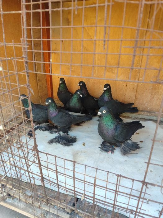 Продам Голубей 2025