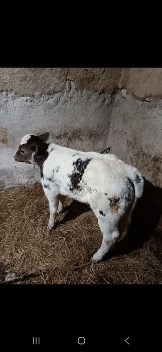 Vând vitea belgiana