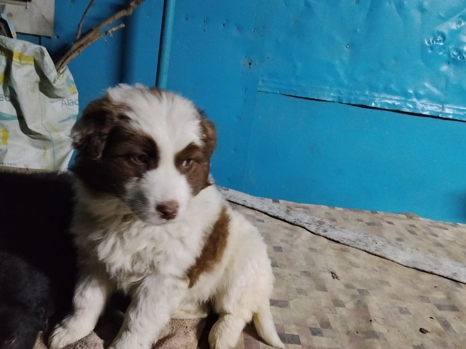 В добрые руки  девочка