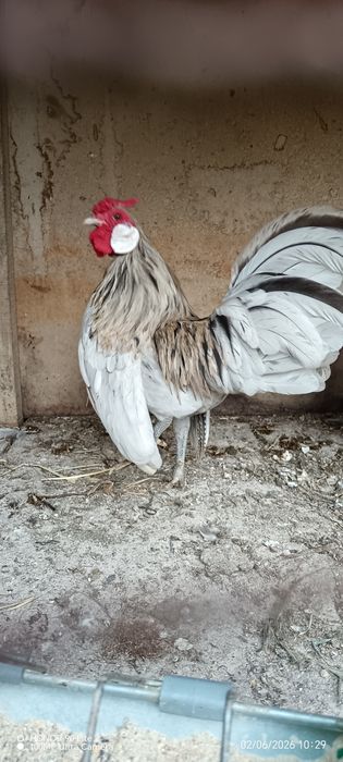 Продавам петле Розкомб