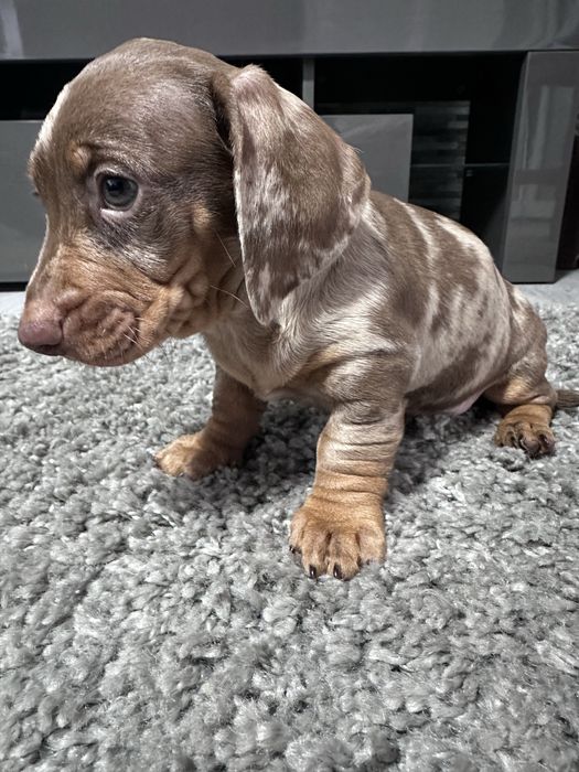 Teckel arlechin maro