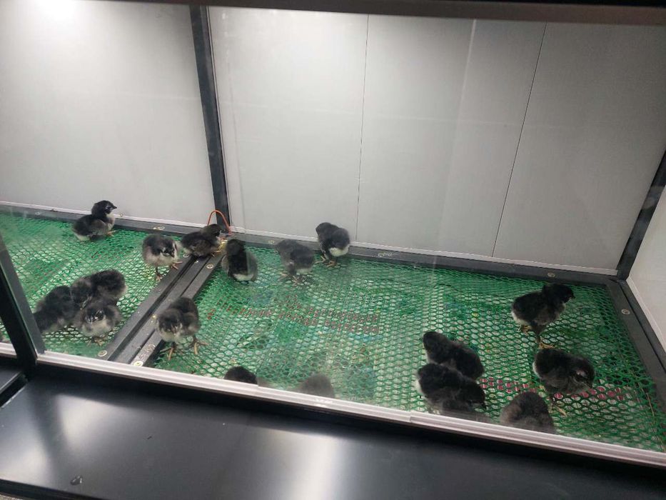 Брудер жўжалар учун,  Bruder jo'jalar uchun