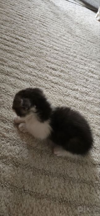 Продаётся котёнки 1 месяц &
