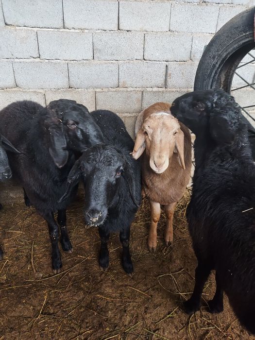 Қошқарлар сатылады