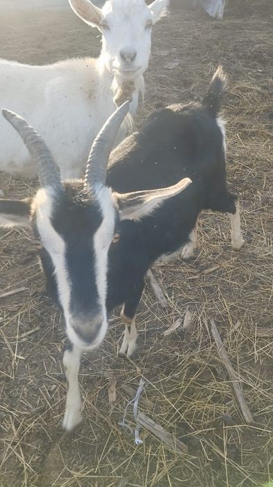 Продам дойных коз