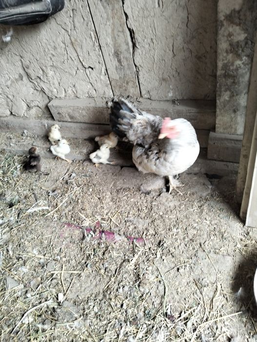 Продам квочку и 5 цыплят