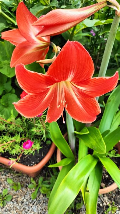 Гиппеаструм  комнатный цветок