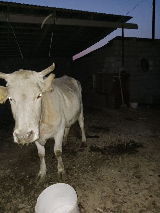 Сиыр сатылады сауынды