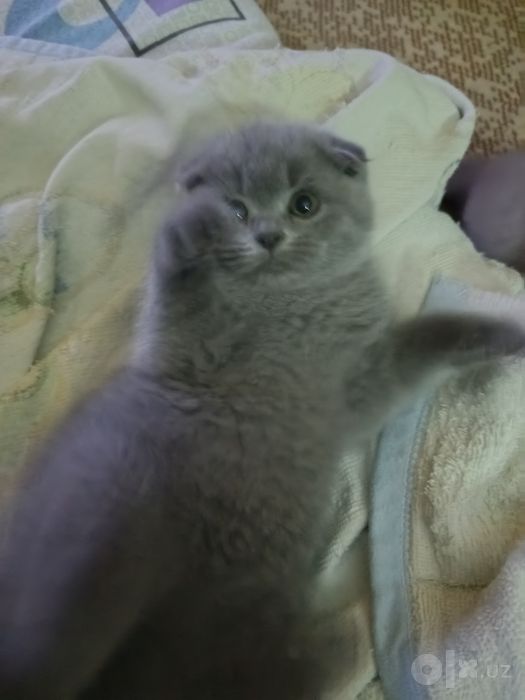 Котята скотиш фолд