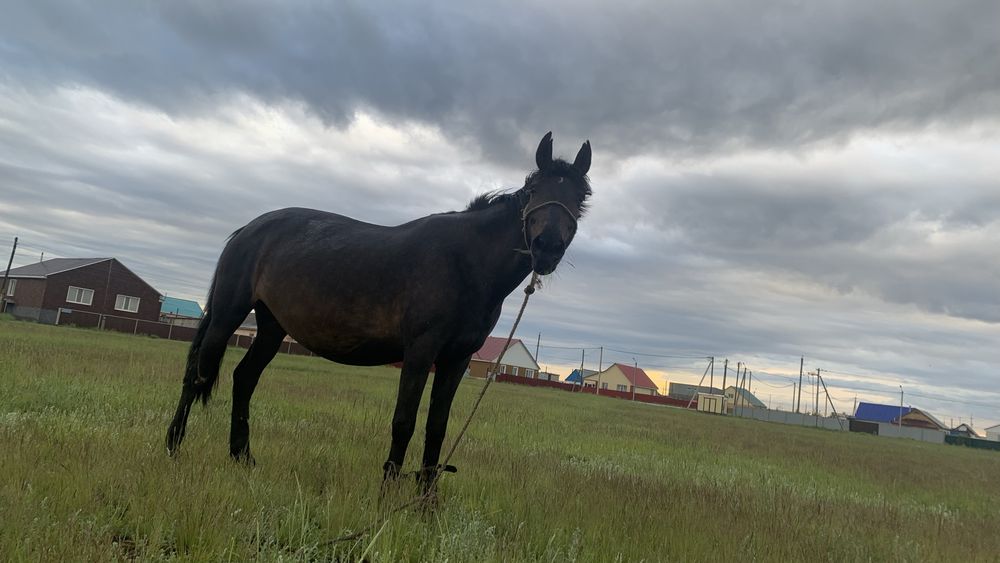 Полукровка құнан сатылады