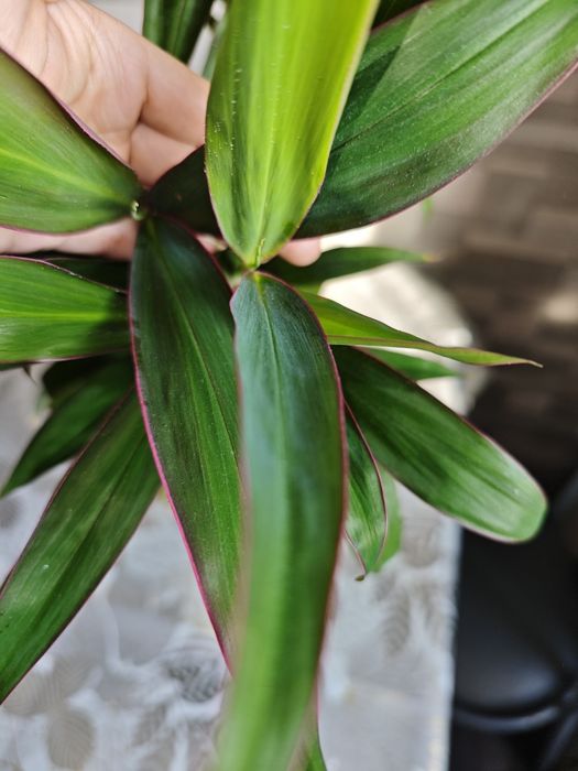 Разные комнатные цветы