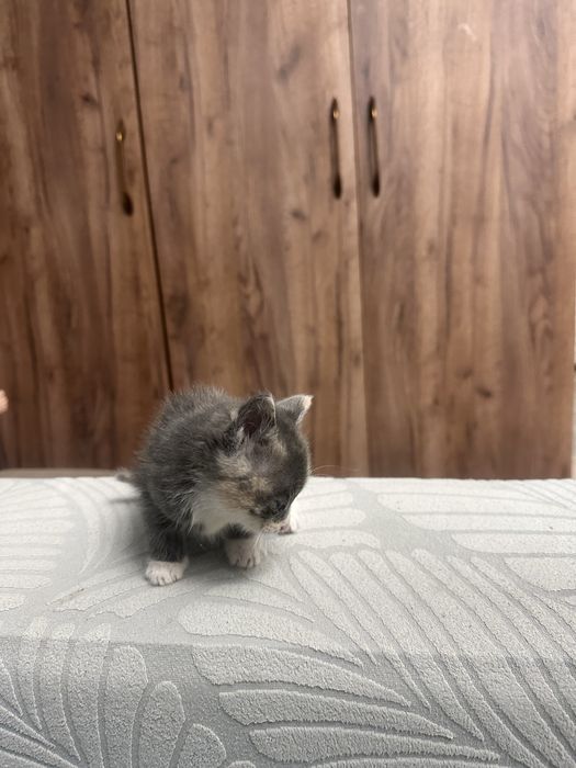 Котята 3 мальчика 2 девочки