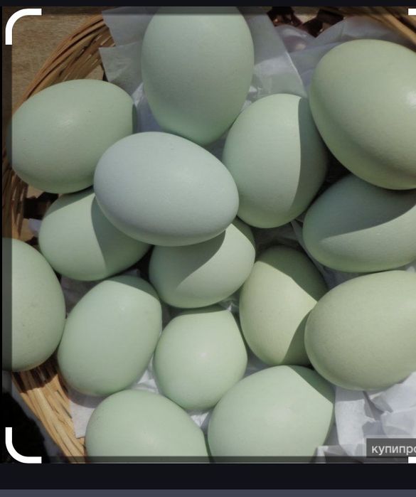 Яйцо для инкубатора