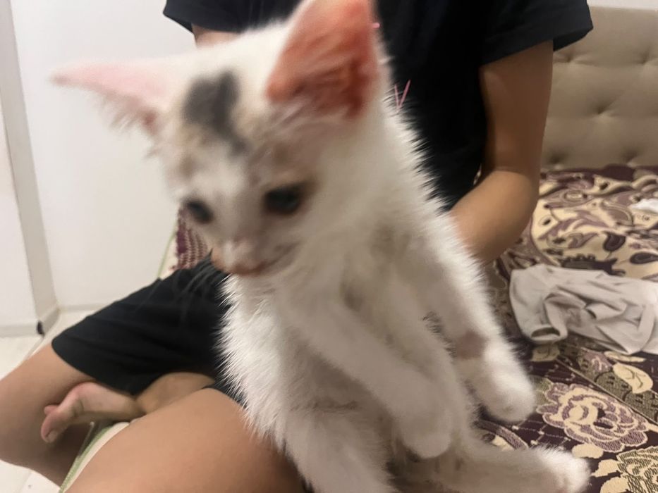 котенок отдам в добрые руки