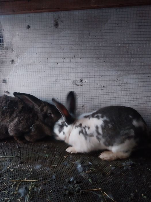 Зайци Великани и Пеперуди