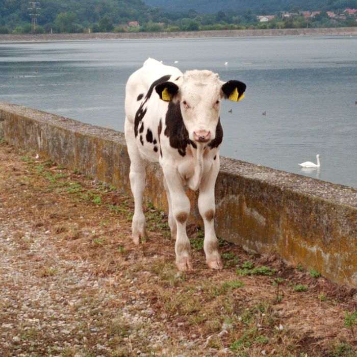 Viței de vânzare