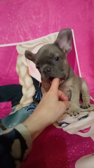 Французские бульдоги мальчики и девочки