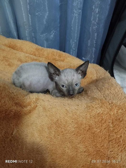 Котята канадского Сфинкса