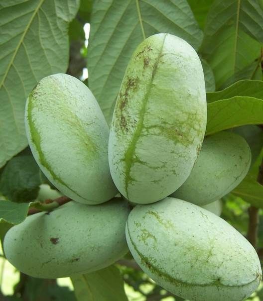 Banana Nordului paw paw