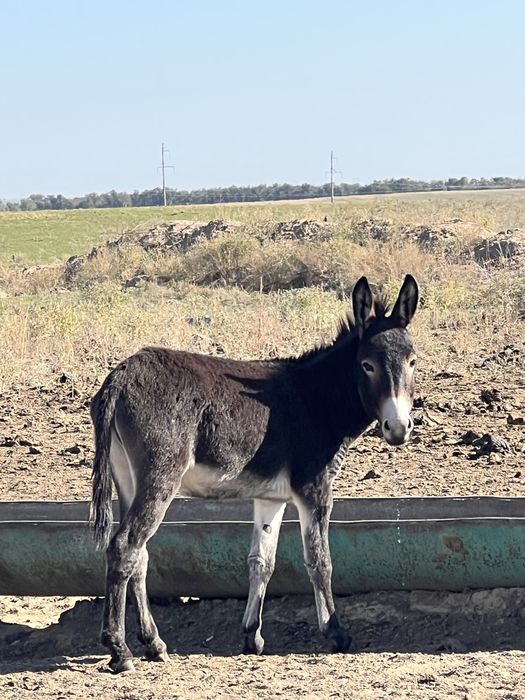 Продам ослов годовалых