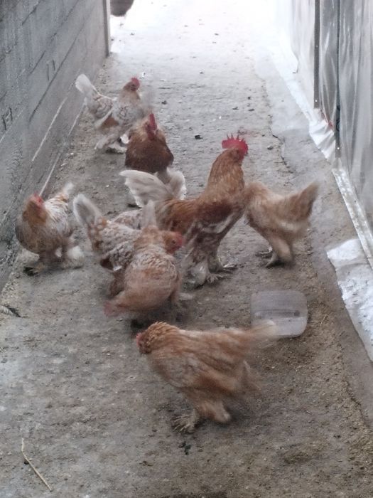 Oua pt incubat mii de flori