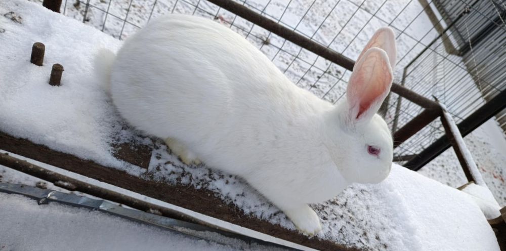 Schimb masculi hycole cu femele