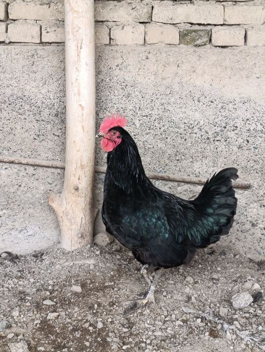 Аралаш товуклар сотилади